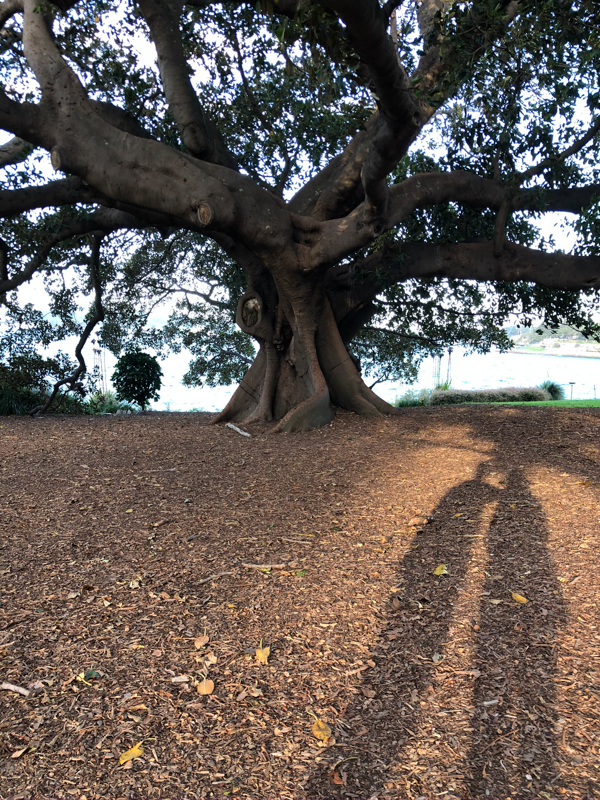 【202002 澳洲樹熊之旅】Day 1 – 如何豪遊樹熊之鄉而又不失霸氣