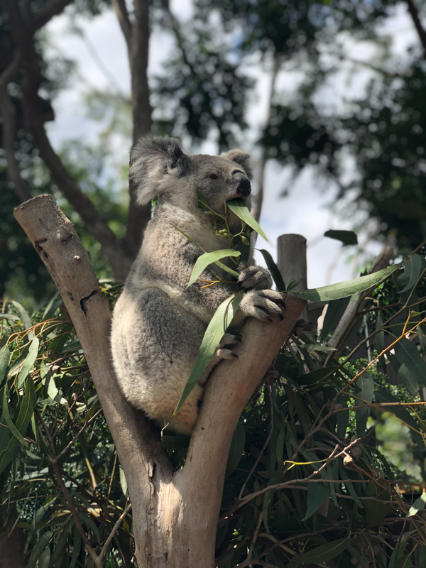 【202002 澳洲樹熊之旅】Day 3 – 與樹熊親密接觸